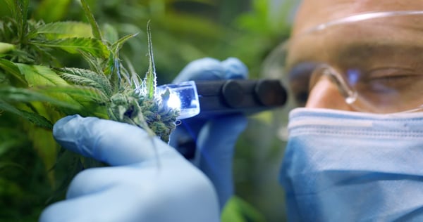 Cannabis evaporative cooling