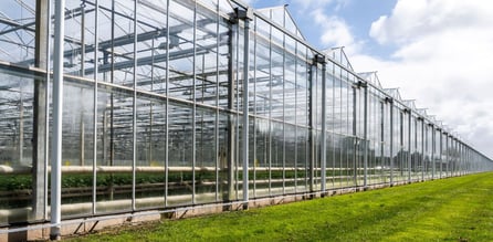 Cannabis green house 1