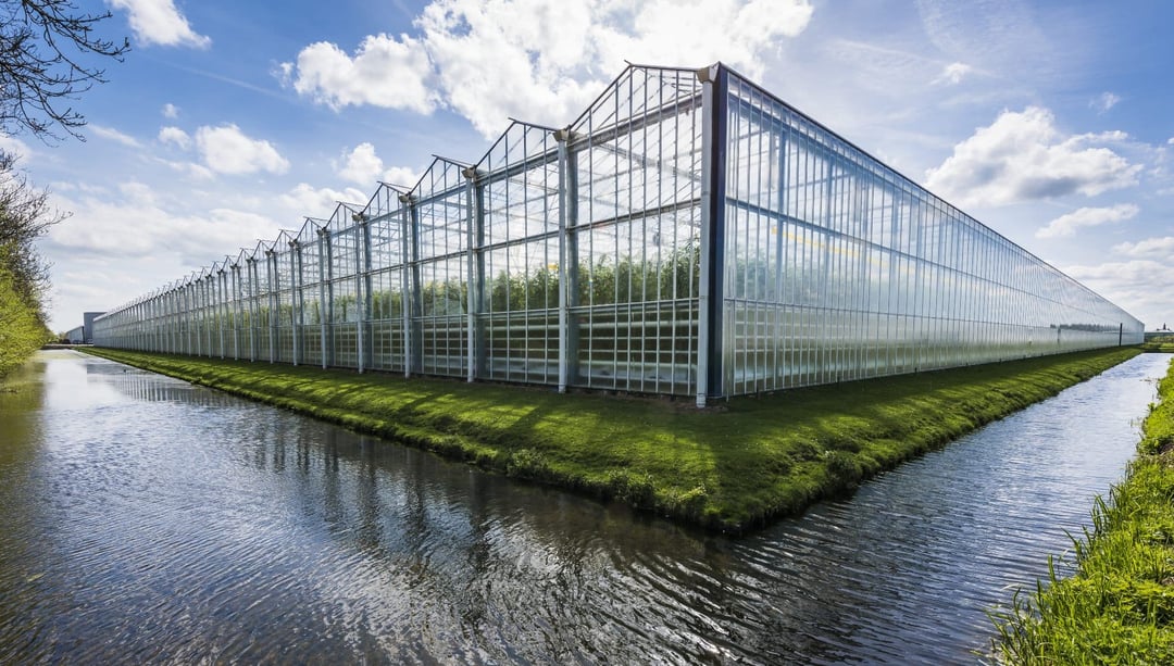Adiabatic cooling cannabis greenhouse