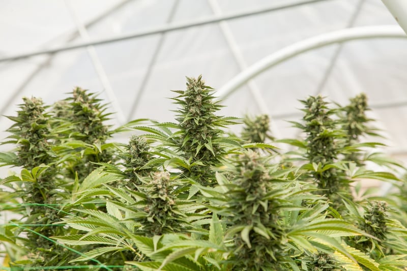 Cannabis adiabatic cooling